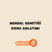 Mendel Genetiği Konu Anlatımı